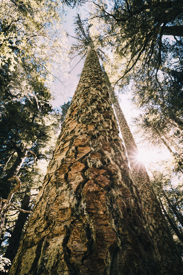 araucaria nativa chilena